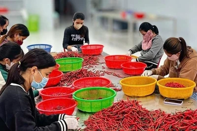 Lao động có thu nhập gia tăng đáng kể trong thời gian qua. (Ảnh: HNV)