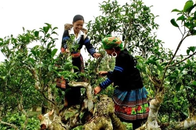 Vùng chè shan tuyết Suối Giàng, xã Văn Chấn, Yên Bái (nay là xã Văn Chấn, tỉnh Lào Cai) được công nhận là vùng chè di sản. (Ảnh: PV)