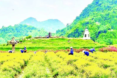 Vườn hoa bốn mùa tại Thung Nham thu hút du khách.