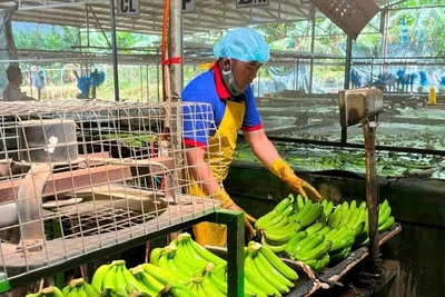 Sơ chế chuối trước khi đóng gói xuất khẩu tại Công ty cổ phần Nông nghiệp An Thịnh Khang Farm (tỉnh Gia Lai).