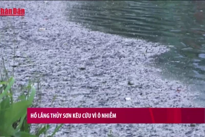 [Video] Hồ lắng Thủy Sơn kêu cứu vì ô nhiễm
