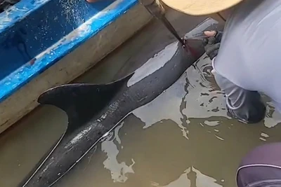 Cảnh người dân giải cứu cá heo bị thương đi lạc (ảnh cắt từ clip).