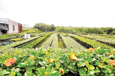 HTX hoa kiểng Tân Quy Đông, phường Sa Đéc (tỉnh Đồng Tháp) cung cấp nhiều dịch vụ, nhất là vật tư ngành hoa kiểng với giá rẻ hơn thị trường và liên kết tiêu thụ, tạo đầu ra ổn định cho thành viên. Ảnh: Khiếu Minh