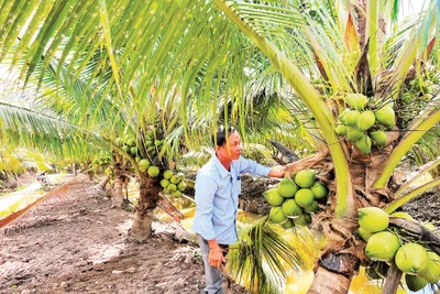 Tỉnh Vĩnh Long tập trung phát triển vườn dừa hữu cơ phục vụ nhu cầu trong nước và xuất khẩu.