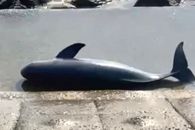 Con cá voi chết dạt vào bờ biển Cảnh Dương, xã Hòa Trạch, tỉnh Quảng Trị. (Ảnh: ND)