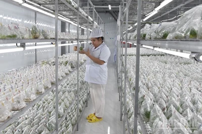 Giống cấy mô tại Hợp tác xã Nông nghiệp công nghệ cao Kim Phát.