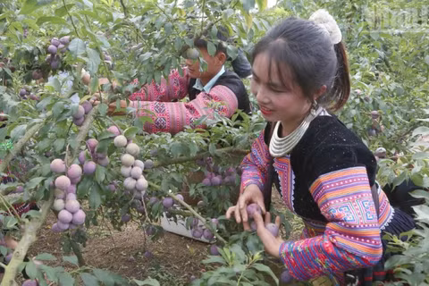 Thành viên các đội tham gia thi hái mận.