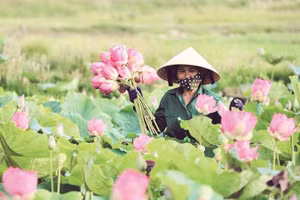 Sen được thu hoạch vào lúc sáng tinh mơ để bảo đảm chất lượng (Ảnh THÀNH CƯỜNG)