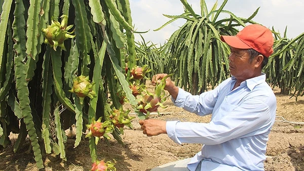 Cây thanh long giúp nhiều người dân Gò Công đổi đời, đón Tết sung túc.