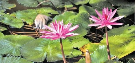 Ngọt bùi với hoa