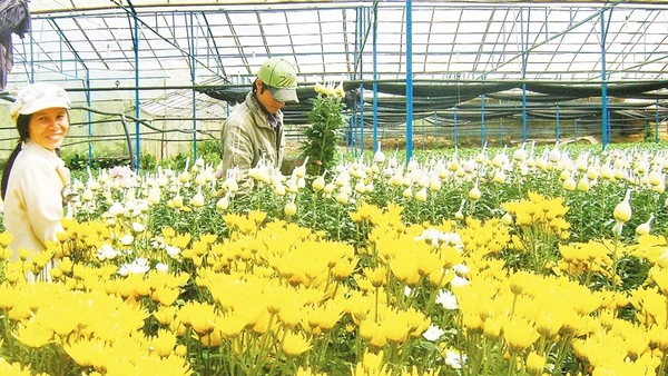 Nông dân Đà Lạt thu hoạch vụ hoa Tết. 
