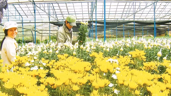 Nông dân Đà Lạt thu hoạch vụ hoa Tết. 