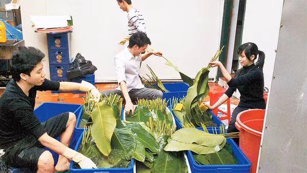 Những học viên của KOTO gói bánh chưng tặng người nghèo.