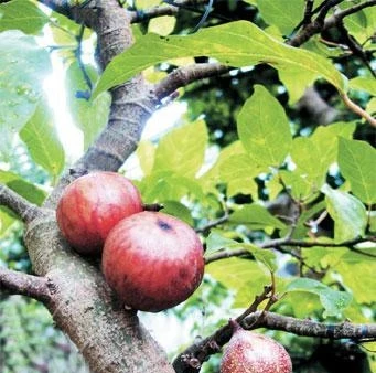 Lòng sung cũng như lòng vả...