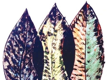 Minh họa: trương tiến trà