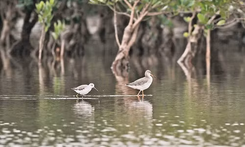 Choắt chân đỏ và Choắt đốm đen là những loài chim di cư hằng năm về nghỉ chân hoặc trú đông ở dọc theo các bờ biển Việt Nam.