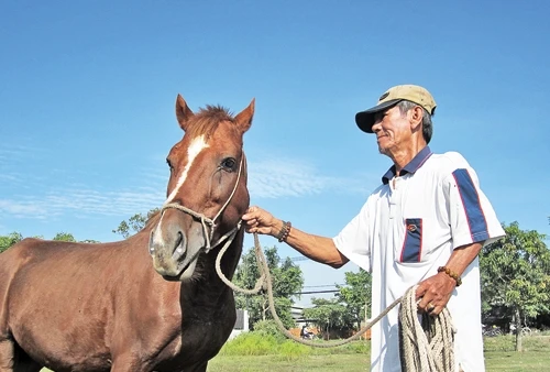 Ông Lâm chăm sóc ngựa đua.