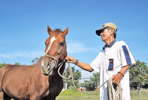Ông Lâm chăm sóc ngựa đua.
