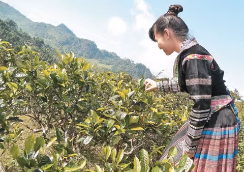 Buổi sáng lên nương chè.