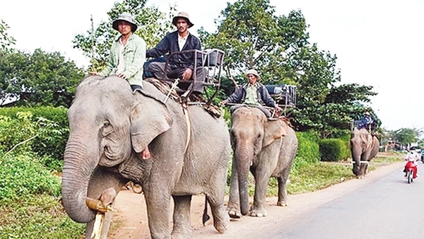 Voi phục vụ khách du lịch ở huyện Lắc, tỉnh Đác Lắc.