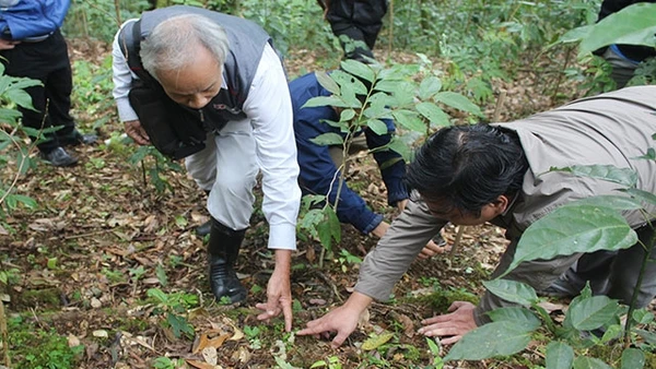 Sâm Ngọc Linh “ngủ đông”.