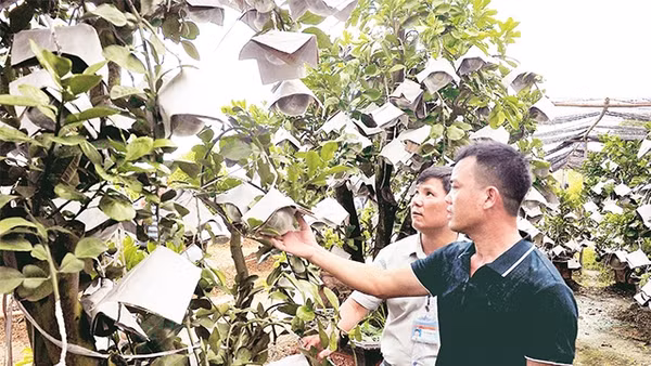 Mô hình trồng bưởi ghép trên cây cảnh mang lại thu nhập cao cho người dân xã Kim Hoa, huyện Mê Linh. Ảnh: Ðăng Anh