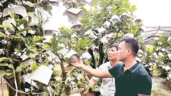 Mô hình trồng bưởi ghép trên cây cảnh mang lại thu nhập cao cho người dân xã Kim Hoa, huyện Mê Linh. Ảnh: Ðăng Anh