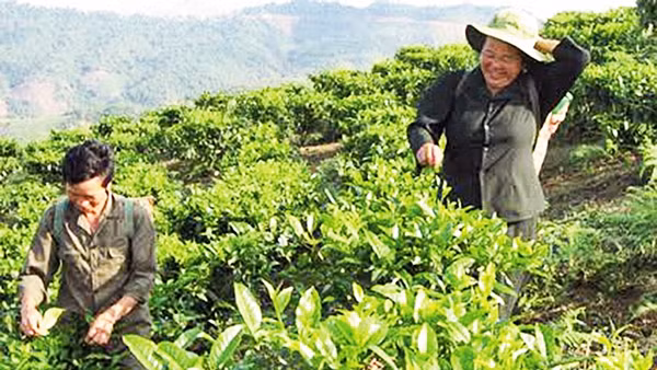 Chè shan tuyết phát triển trên đất Huồi Tụ.