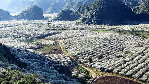 Mùa hoa mận Phiêng Cành, huyện Mộc Châu (Sơn La).