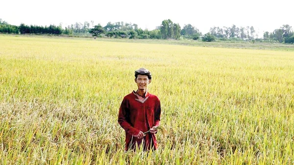 Võ Tiếng giữa đồng lúa Tâm Việt ở Hồng Ngự (Đồng Tháp).