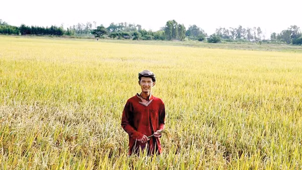 Võ Tiếng giữa đồng lúa Tâm Việt ở Hồng Ngự (Đồng Tháp).