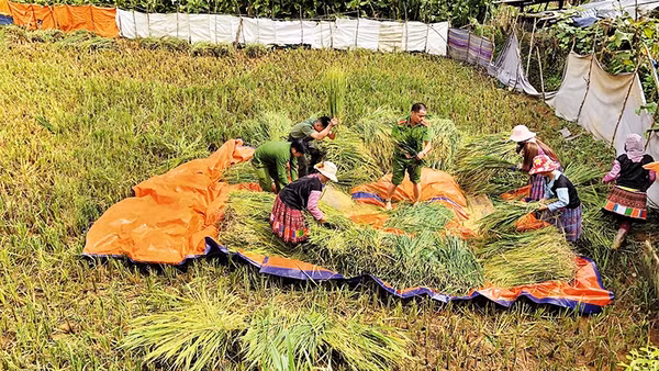 Cán bộ, chiến sĩ Công an huyện Vân Hồ giúp nhân dân bản Tà Dê, xã Lóng Luông thu hoạch lúa.