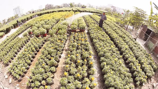  Vườn hoa Tết của nông dân Hòa Vang. Ảnh: XUÂN VINH