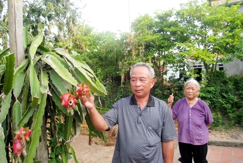 Thành công với giống thanh long mới trồng thử, ông Nhợi dự định sẽ cùng bà con nhân rộng.