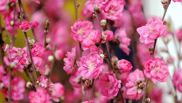 Xuân về, rạo rực niềm tin! 