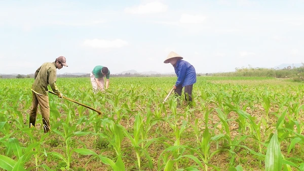Sau lũ, bà con xóm 1 (Hương Xuân, Hương Khê, Hà Tĩnh) đổ ra đồng chăm sóc ngô.