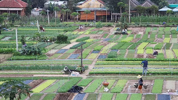 Vườn rau Trà Quế.