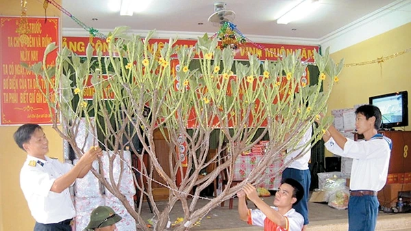 Cán bộ, chiến sĩ đảo Song Tử Tây trang trí cành mai đón Tết.