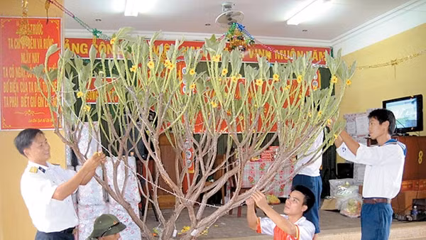 Cán bộ, chiến sĩ đảo Song Tử Tây trang trí cành mai đón Tết.