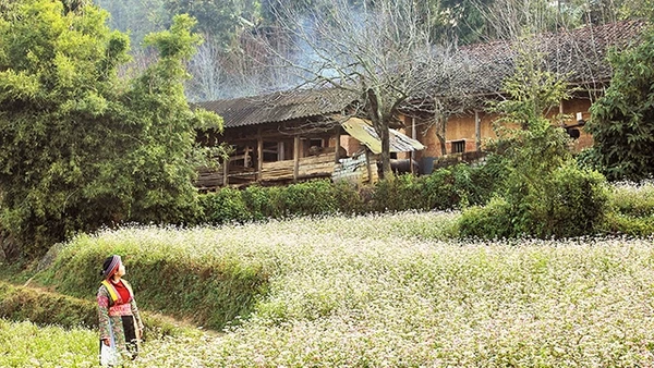 Tam giác mạch đang mang đến sức quyến rũ mới cho cao nguyên đá Hà Giang.