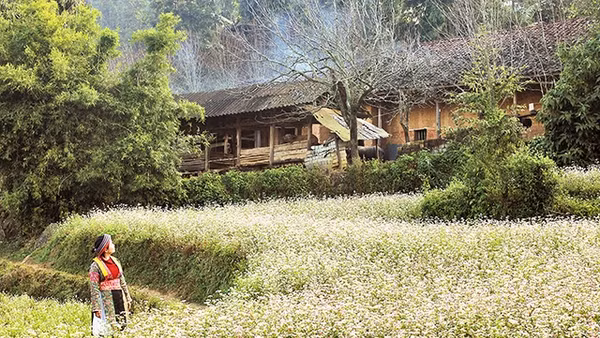 Tam giác mạch đang mang đến sức quyến rũ mới cho cao nguyên đá Hà Giang.