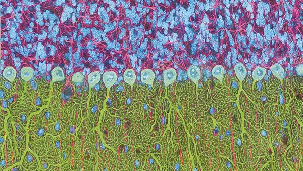 Mỹ học trong khoa học