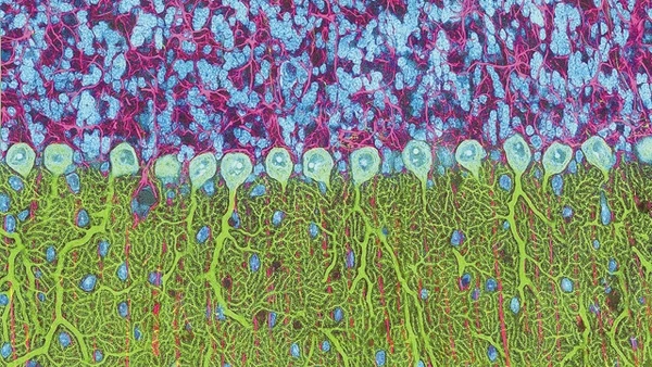 Mỹ học trong khoa học