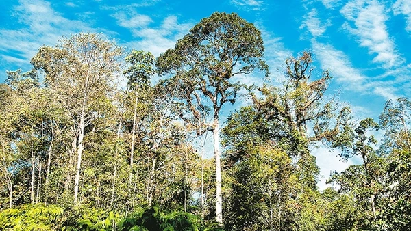 Rừng già ở Hồng Ngài. 