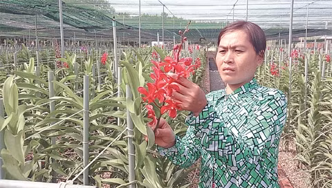 Chăm sóc hoa lan tại trang trại Huyền Thoại, xã An Nhơn Tây, Củ Chi. 