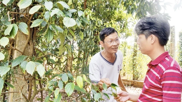 Ông Tam Lang giới thiệu cho Huy cách trồng tiêu theo hướng thuận tự nhiên.