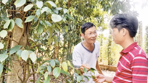 Ông Tam Lang giới thiệu cho Huy cách trồng tiêu theo hướng thuận tự nhiên.