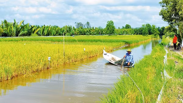 Người dân sản xuất tôm - lúa ở Cà Mau.