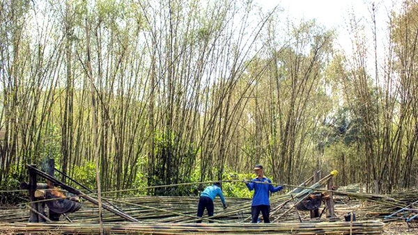 Thu hoạch tầm vông.