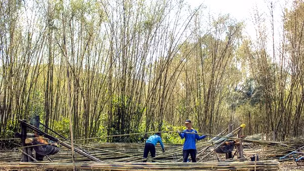 Thu hoạch tầm vông.